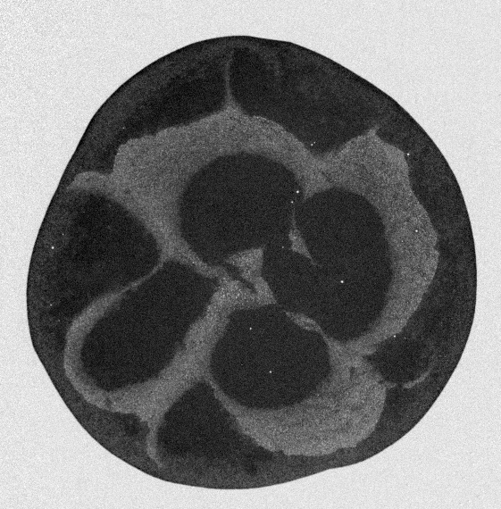 A cool frame from a dryout video of corn starch as viewed from underneath the glass substrate. Reminds me of reciprocity and the yin yang symbol a little bit.